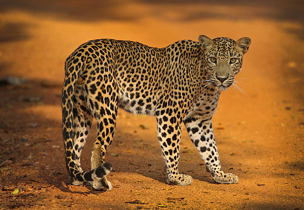 Sri Lankan leopard in Wilpattu National Park
