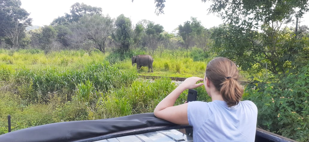 Sloth bear Yala National Park Sri Lanka wildlife safari