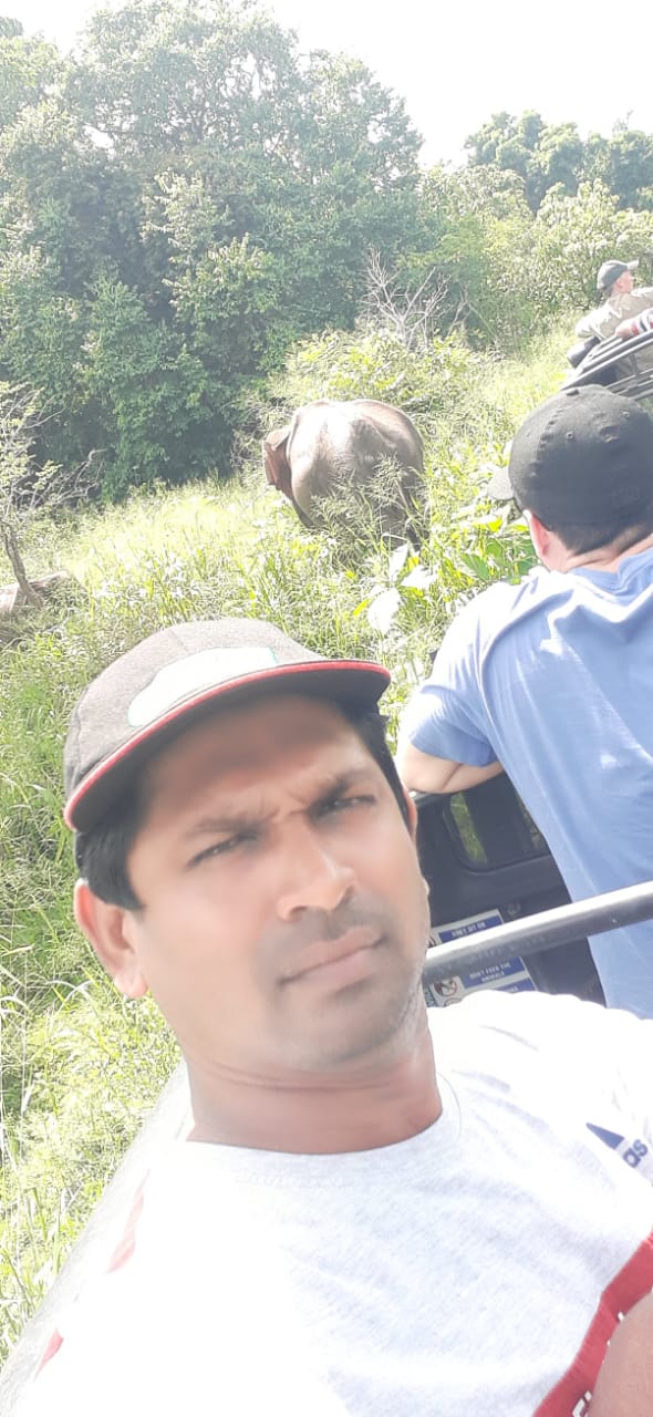 Sri Lanka Elephant