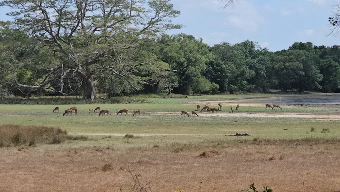 Sri Lanka Elephant