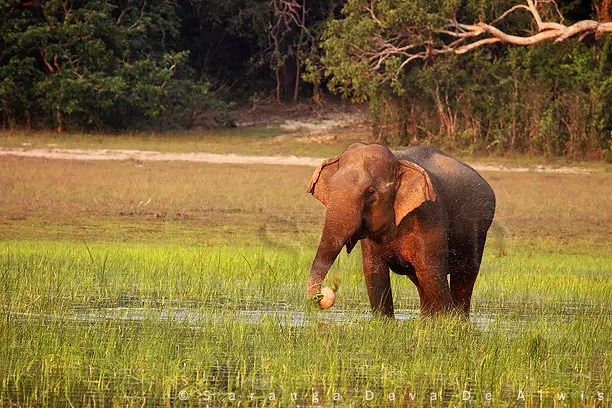 Asian elephant at Villu lake Wilpattu National Park Sri Lanka
