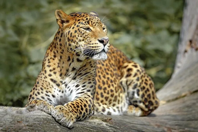 Leopard in Wilpattu National Park Sri Lanka forest Villu lake