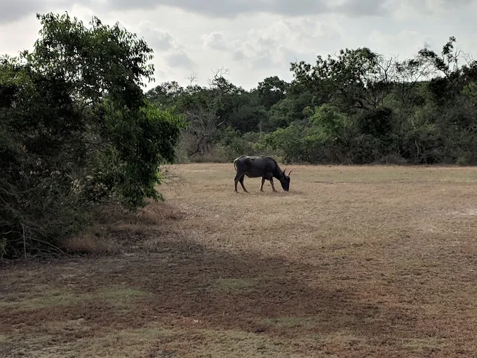 Sri Lanka Landscape