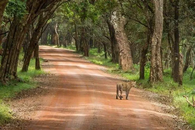 Wilpattu National Park Villu natural lake reflection sunset Sri Lanka
