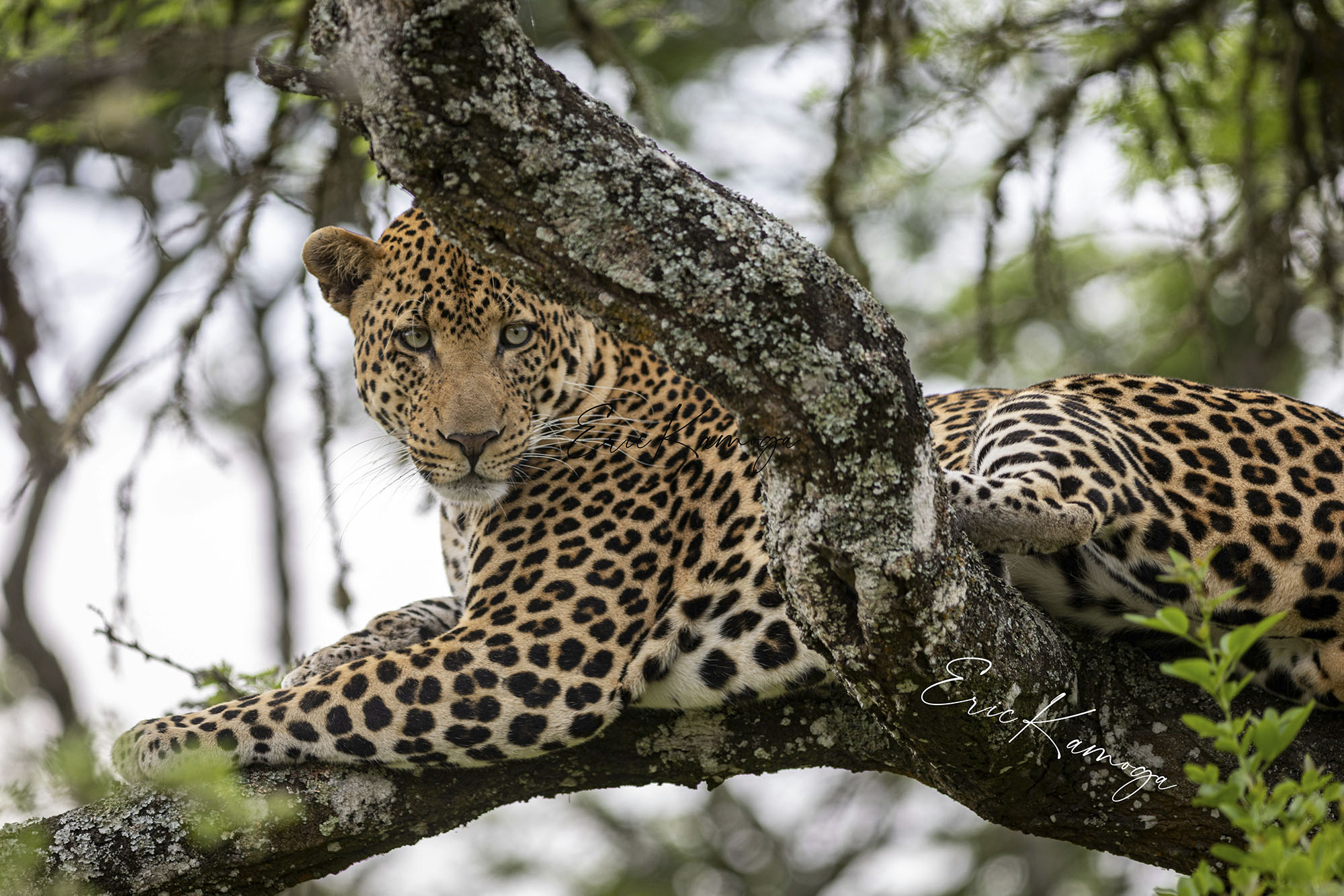 Yala safari leopards elephants Colombo